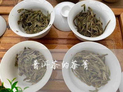 普洱茶的茶菁/2023042825963