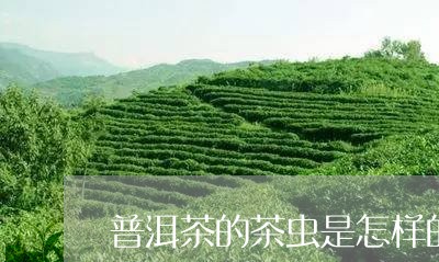 普洱茶的茶虫是怎样的一种/2023121783936