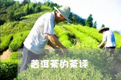 普洱茶的茶评/2023042859861