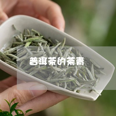 普洱茶的茶青/2023042646181