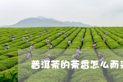 普洱茶的茶香怎么而来/2023080341814