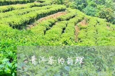 普洱茶的药理/2023042787446