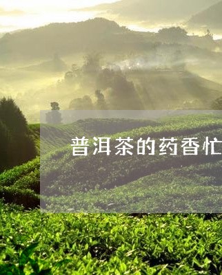 普洱茶的药香忙肺特点/2023072291603