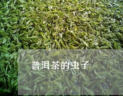 普洱茶的虫子/2023042617703