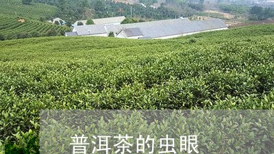 普洱茶的虫眼/2023042743060