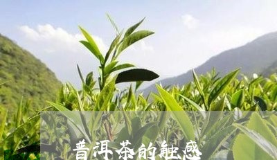 普洱茶的触感/2023102506170