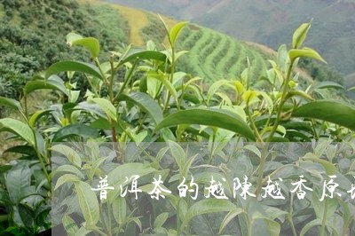 普洱茶的越陈越香原理/2023092815047