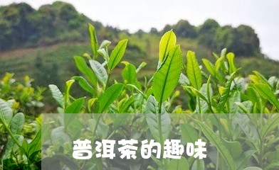 普洱茶的趣味/2023042924112