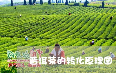 普洱茶的转化原理图/2023121737572