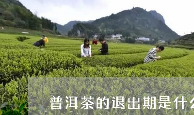 普洱茶的退出期是什么时间/2023112440262