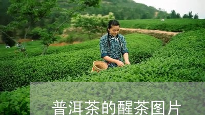 普洱茶的醒茶图片/2023082627260