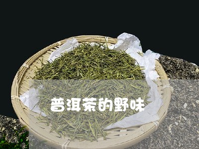 普洱茶的野味/2023042721656