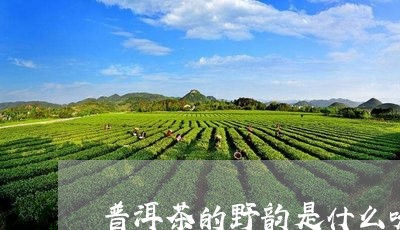 普洱茶的野韵是什么味道/2023110114836