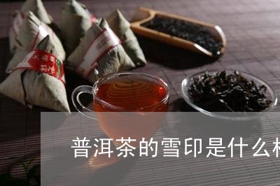 普洱茶的雪印是什么样的/2023101725150