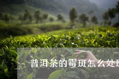 普洱茶的霉斑怎么处理/2023080144938