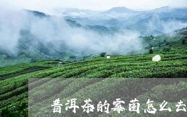 普洱茶的霉菌怎么去除/2023062799615