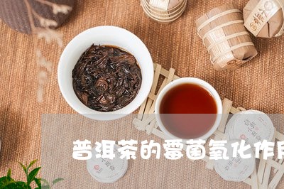 普洱茶的霉菌氧化作用/2023061890402