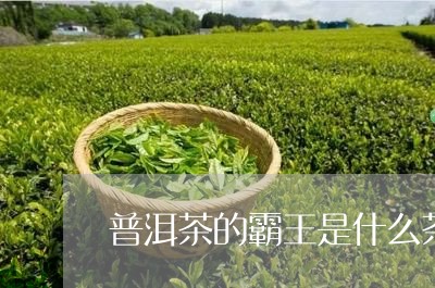 普洱茶的霸王是什么茶/2023100748372