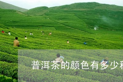 普洱茶的颜色有多少种图片/2023081592694