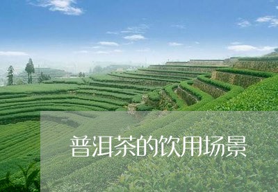 普洱茶的饮用场景/2023121705350