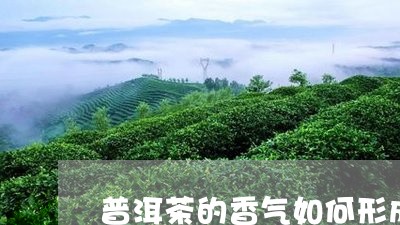 普洱茶的香气如何形成/2023100715716