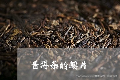 普洱茶的鳞片/2023042770452