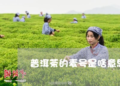 普洱茶的麦号是啥意思/2023092766159