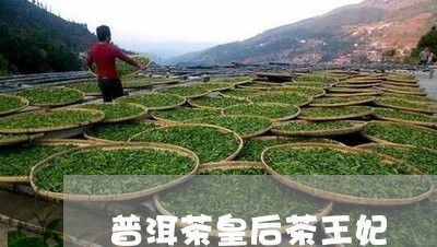 普洱茶皇后茶王妃/2023102650603