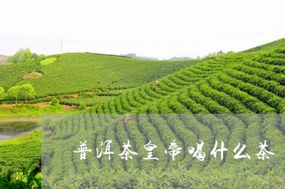 普洱茶皇帝喝什么茶/2023091452714