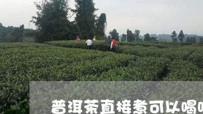 普洱茶直接煮可以喝吗/2023101732604