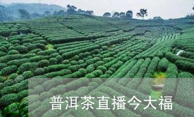 普洱茶直播今大福/2023082638674