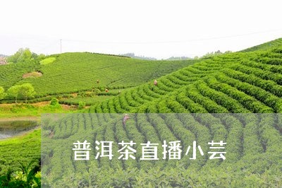 普洱茶直播小芸/2023081871605