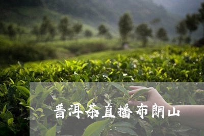 普洱茶直播布朗山/2023112607504