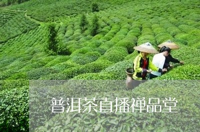 普洱茶直播禅品堂/2023081671717