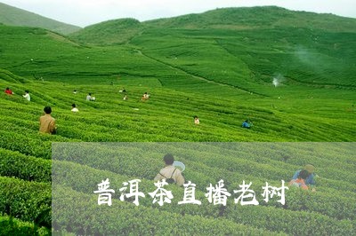 普洱茶直播老树/2023112605158