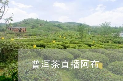 普洱茶直播阿布/2023102683805