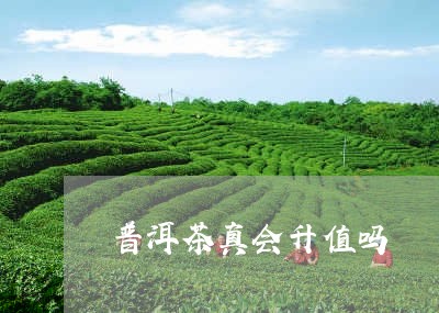 普洱茶真会升值吗/2023102605159