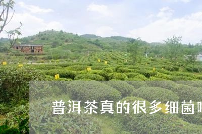 普洱茶真的很多细菌吗/2023092912703