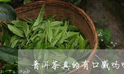 普洱茶真的有口感吗吗好吗/2023110776169