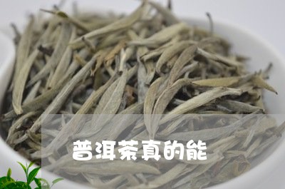 普洱茶真的能/2023042963904