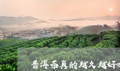 普洱茶真的越久越好吗/2023062912717