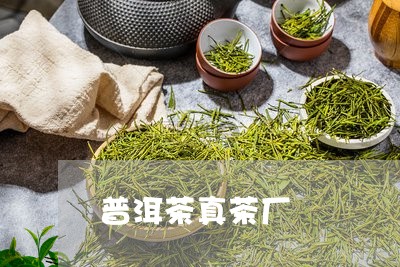 普洱茶真茶厂/2023042721788