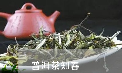 普洱茶知春/2023102549371