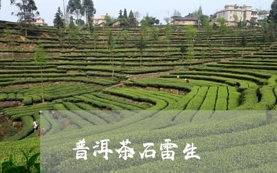 普洱茶石雷生/2023042754167