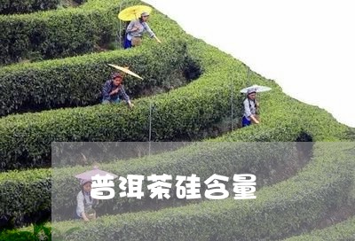 普洱茶硅含量/2023042602081