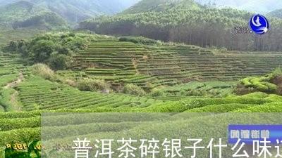 普洱茶碎银子什么味道/2023062486259