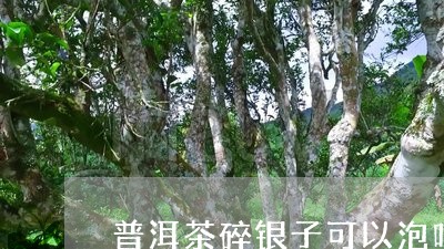 普洱茶碎银子可以泡吗/2023062266240