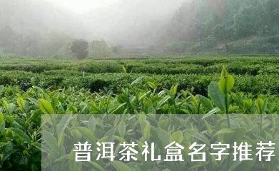 普洱茶礼盒名字推荐大全/2023110328284