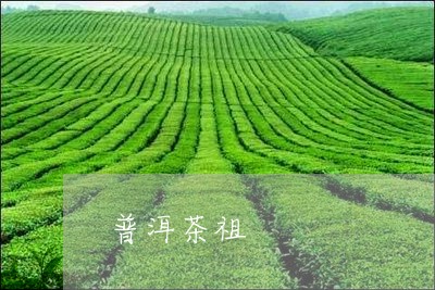 普洱茶祖/2023121801503