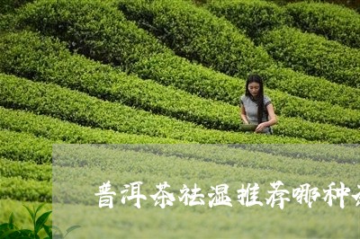 普洱茶祛湿推荐哪种茶饼/2023121748681